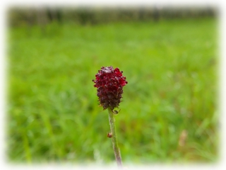 Sanguisorba_officinalis.jpg
