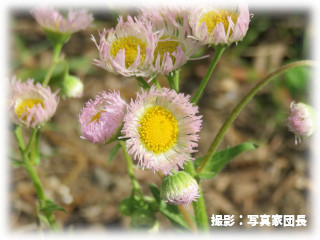 Erigeron_philadelphicus.jpg