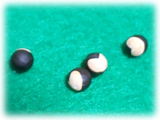 Cardiospermum_halicacabum_s.jpg