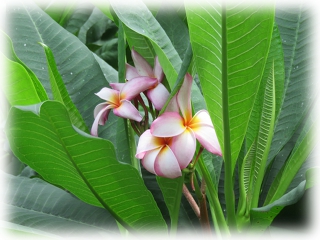 Plumeria.jpg