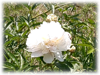 Paeonia_lactiflora.jpg