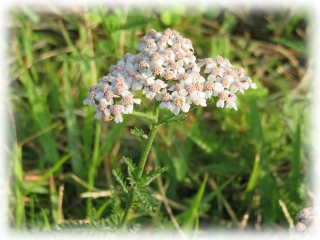 Achillea_alpina.jpg