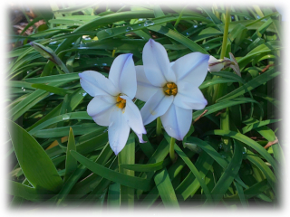 Ipheion_uniflorum.jpg