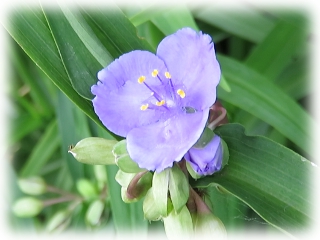 Tradescantia_ohiensis.jpg