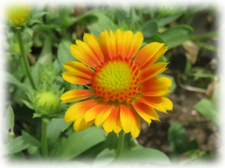 Gaillardia_pulchella.jpg