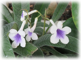 Streptocarpus_saxorum.jpg