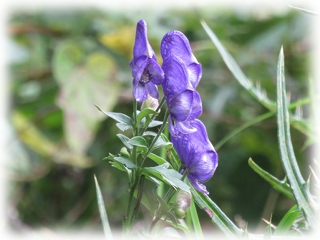 Aconitum.jpg