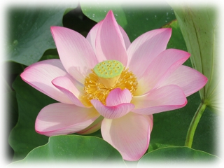 Nelumbo_nucifera.jpg