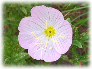 Oenothera.jpg