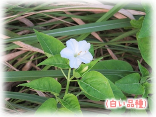 Mirabilis_jalapa.jpg