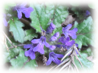 Ajuga_decumbens.JPG