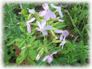 Saponaria_officinalis.jpg