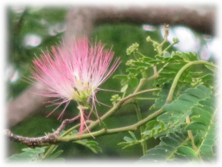 Albizia_julibrissin_f.jpg