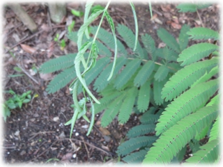 Albizia_julibrissin_leaf.jpg