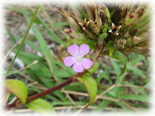 Dianthus_japonicus.jpg