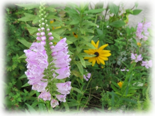 Physostegia_virginiana.jpg