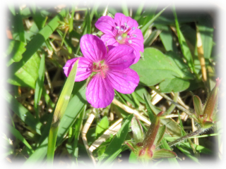 Geranium_thunbergii.jpg