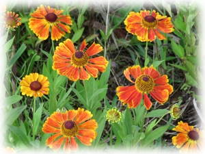 Helenium_autumnale.jpg