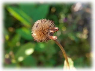 Helenium_autumnale_seeds.jpg