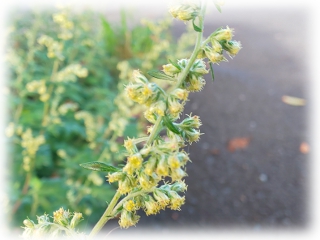 Artemisia_indica.jpg