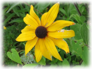 Rudbeckia.jpg