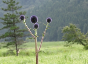 Echinops_setifer.jpg Echinops_setifer.jpg