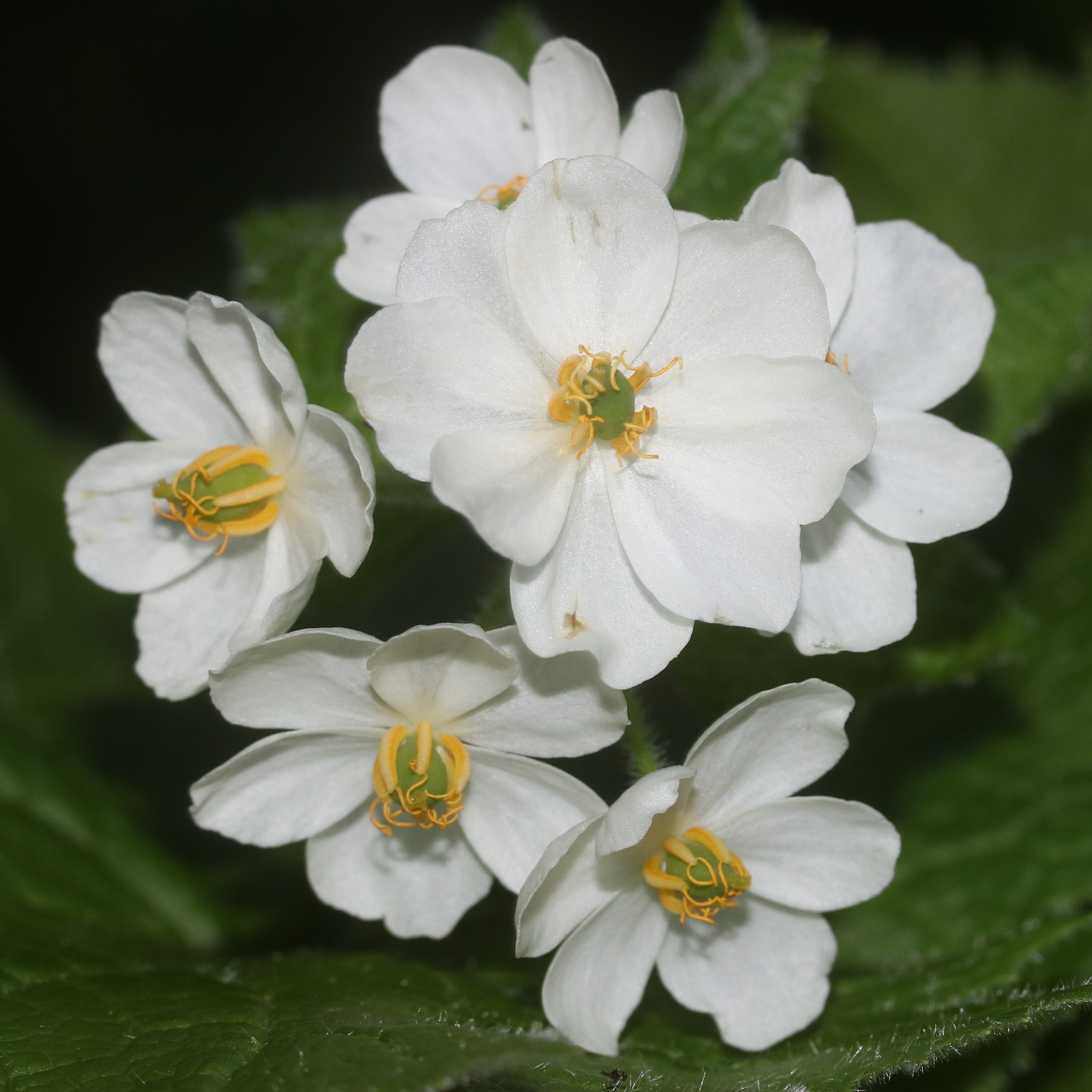 サンカヨウ2.jpg サンカヨウ2.jpg