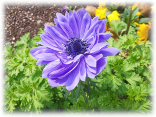 Anemone_coronaria.jpg