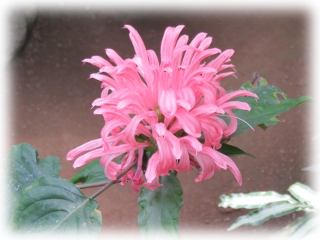 Justicia_carnea.jpg