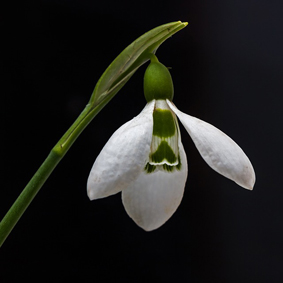 snowdrop-650894.jpg