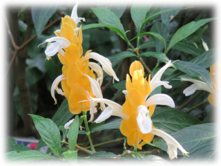 Pachystachys_lutea.jpg Pachystachys_lutea.jpg