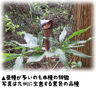 Arisaema_serratum_var_mayebarae.jpg Arisaema_serratum_var_mayebarae.jpg